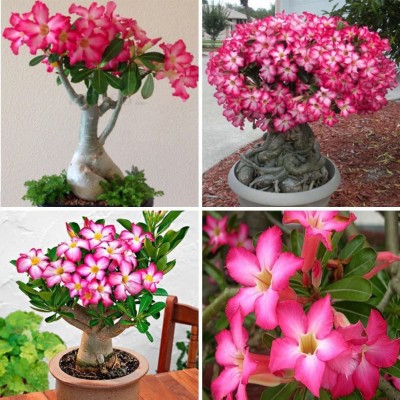 Qualtivate ™ Desert Rose (Adenium obesum) Seeds - Winter-Hardy(10 Seeds) Seed(10 per packet)