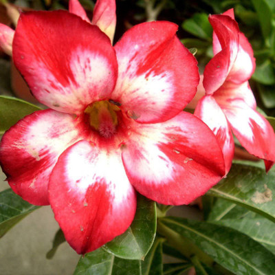 DROXTY Desert Rose Seed(20 per packet)