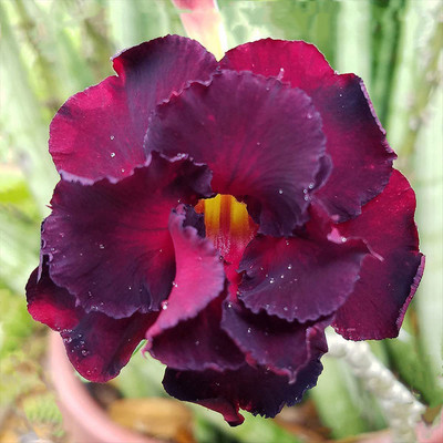Qualtivate ™ Adenium Obesum Desert Rose Seeds for Garden(50 Seeds) Seed(50 per packet)