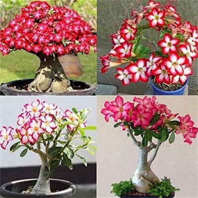 Qualtivate ™ Adenium Flower Tropical Flower Plant Seeds(30 Seeds) Seed(30 per packet)