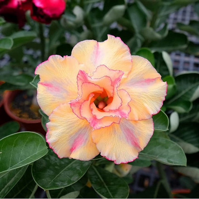 DROXTY Desert Rose Seed(20 per packet)