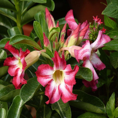Qualtivate ™ Easy to Grow Mixed Type Adenium Obesum Desert Rose Seeds(10 Seeds) Seed(10 per packet)
