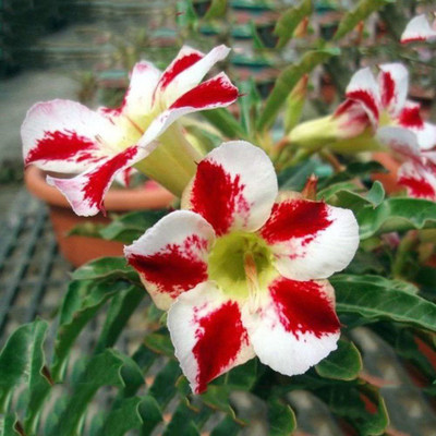 Qualtivate Desert Rose Seed(30 per packet)