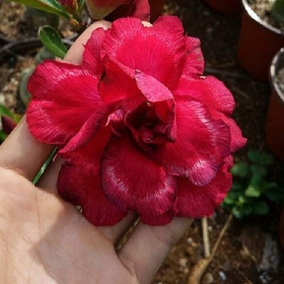 Qualtivate ® Adenium Obesum Desert Rose Seeds(15 Seeds) Seed(15 per packet)