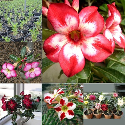 Qualtivate ™ Adenium Obesum Seed Non-GMO(10 Seeds) Seed(10 per packet)