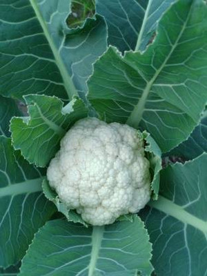 TAMRANSH Cauliflower Seed (50per packet) Seed(50 per packet)