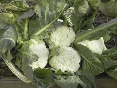 TAMRANSH Cauliflower Seed (145per packet) Seed(145 per packet)