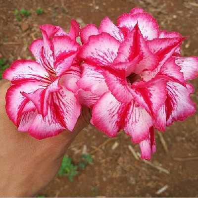 Qualtivate Rose Seed(5 per packet)