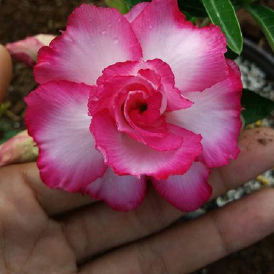 Qualtivate ™ Adenium Obesum Desert Rose Seeds(10 Seeds) Seed(10 per packet)