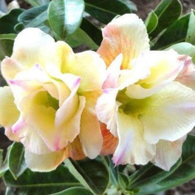 Qualtivate ™ Adenium Obesum Desert Rose Seeds for Garden(10 Seeds) Seed(10 per packet)