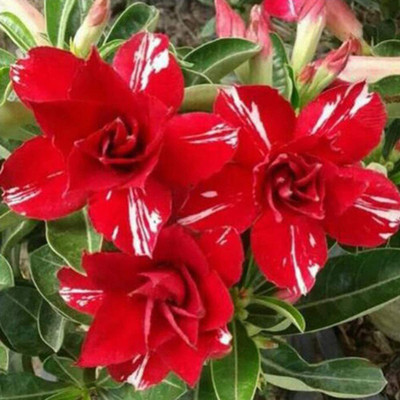 Qualtivate ™ Desert Rose Seeds for Garden - Adenium Seed(50 Seeds) Seed(50 per packet)