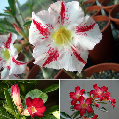 Qualtivate ™ Non-GMO Easy to Grow Mixed Type Adenium Obesum (50 Seeds) Seed(50 per packet)