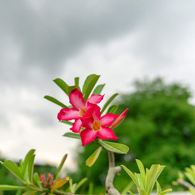 DROXTY Desert Rose Seed(50 per packet)