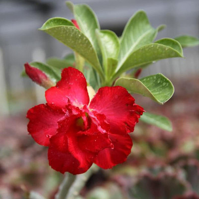 Qualtivate ™ Adenium Obesum Seed Non-GMO(30 Seeds) Seed(30 per packet)