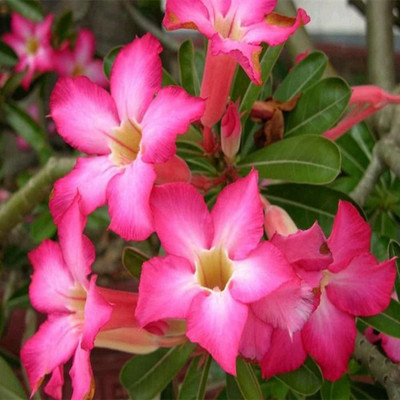 Qualtivate ® Adenium Obesum Seed Non-GMO(40 Seeds) Seed(40 per packet)