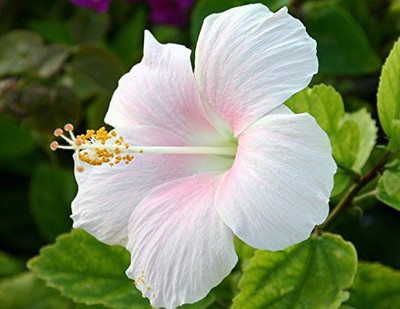 Ukanda Hibiscus Plant(Hybrid, Pack of 1)
