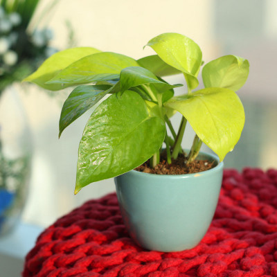 GreenyOn Money Plant(Hybrid, Pack of 1)