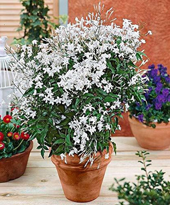 The Entacloo Jasmine Plant(Hybrid, Pack of 1)