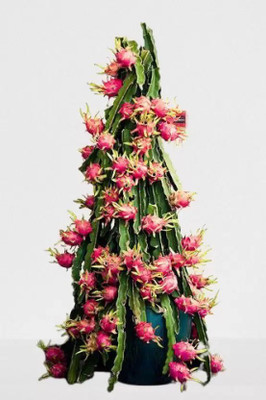 KUNUBON Dragon Tree(Hybrid, Pack of 1)