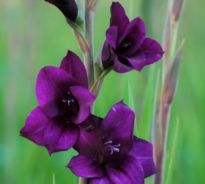 FERNSFLY® IMP. Gladiolus Flower Bulbs Home Outdoor Flowering Gardening Bulbs Blooming planting (Pack of 3 Flora Gladiolus) Seed(3 per packet)