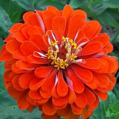PRADHAM SEEDS ZINNIA ELEGANCE DHALIYA DOUBLE ORANGE KING Seed(50 per packet)
