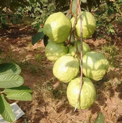 My Dream Nursery Guava Plant(Hybrid, Pack of 1)