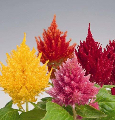 CYBEXIS HUA-48 - Imported Celosia- Flower - (60 Seeds) Seed(60 per packet)