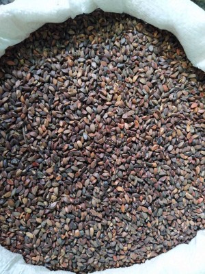 EasySeeds Amla , Indian gooseberry ,Amalaka, Phyllanthus emblica,Nilli, Aonla Seeds Pack of 9000 Seeds Seed(9000 per packet)