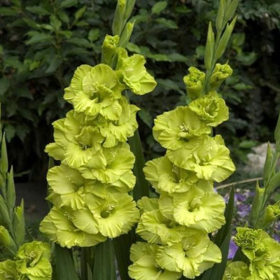 FERNSFLY® Gladiolus Flower Seed(13 per packet)