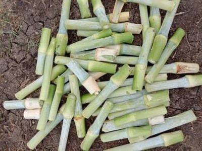 SIDDHARTH FISH FARM Napier grass stick Seed(100 per packet)