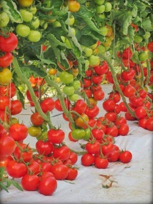 Veggie Paajis Cherry Tomato Seeds Seed(20 per packet)