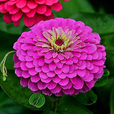 Paudha Zinnia Hybrid Flower Seed(32 per packet)