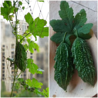 XOLDA Bittle gourd Seed(37 per packet)