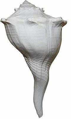 Thenkumari Shell Valampuri/Dakshinavarti Shankh Original Sangu/Shankh - Big 7 to 9 Inch Blowing Shankh(White)