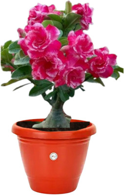 Ishita Adenium Plant(Hybrid, Pack of 1)