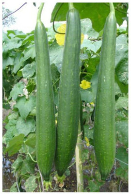 XOLDA Hybrid Sponge gourd Seed(60 per packet)