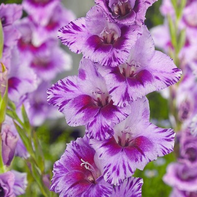 FERNSFLY® IMP. Gladiolus Flower Bulbs Home Outdoor Flowering Gardening Bulbs Blooming planting (Pack of 1 Passos Gladiolus) Seed(1 per packet)