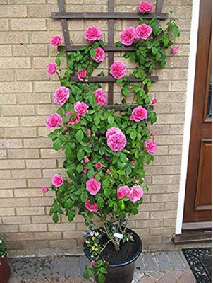 Grinian Rose Plant(Hybrid, Pack of 1)