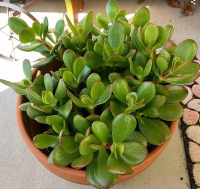 Greenery Nursery Jade Plant(Hybrid, Pack of 1)