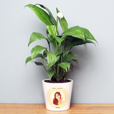 Bee Green Peace Lily Plant(Hybrid, Pack of 1)