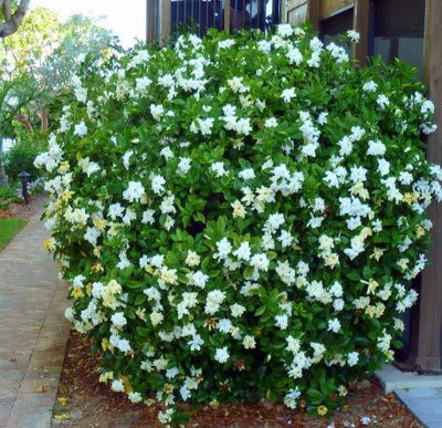 samarthgreen Parijat/Harsingar Plant(Hybrid, Pack of 1)