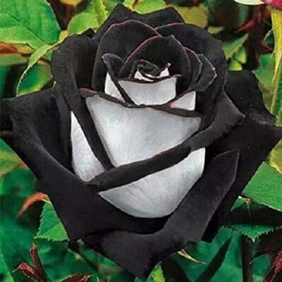 Grinian Rose Plant(Hybrid, Pack of 1)