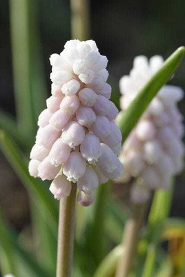 SIDDHI VINAYAK GALLERY Grape Hyacinth Night Eyes Seed(1 per packet)