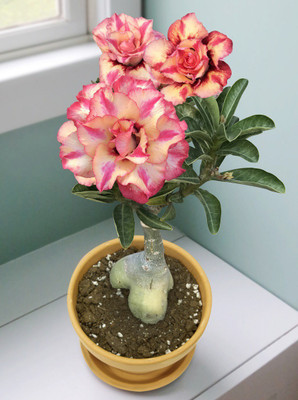 Grinian Adenium Plant(Hybrid, Pack of 1)