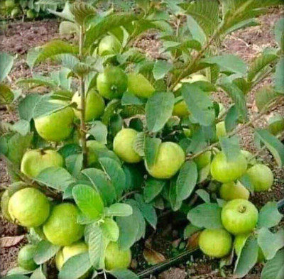 Earth Angels Guava Plant(Hybrid, Pack of 1)