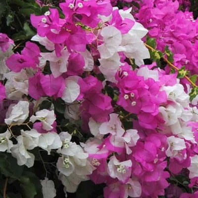 Ukanda Bougainvillea Plant(Hybrid, Pack of 1)