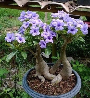 Ukaanda Adenium Plant(Hybrid, Pack of 1)