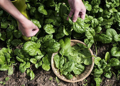 MYLAWN High Quality Spinach Palak Seed(800 per packet)