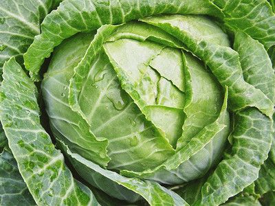 XOLDA Cabbage Plant Seed(71 per packet)