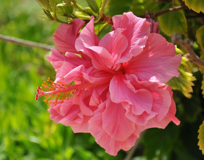 Aquinnah Graden Hibiscus Plant(Hybrid, Pack of 1)